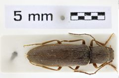 Foto (Dorsalansicht) von Athous longissimus (NHMW-ZOO-COL-0008631)